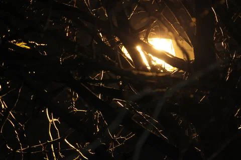 Bare branches block the lantern at night Stock Photos
