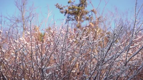 A bare branches of bush covered in snow Stock Footage 253273793
