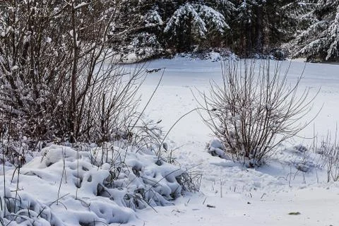 Bare branches of a bush in winter Stock Photos