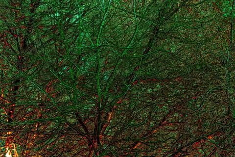 Bare branches of bushes covered with first snow, changed color scheme, 2 Stock Photos
