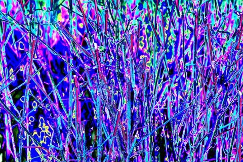 Bare branches of bushes in the pale light. Changed color scheme. Colorful b.. Stock Illustration