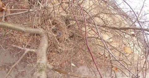 Bare Branches of Bushes in the Withered Grass Beside the Road Stock Footage 60556203
