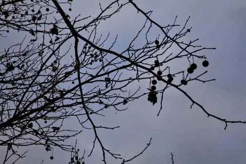 Bare branches with a cloudy sky in winter as background Stock Photos