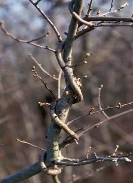 Bare branches concept Stock Photos