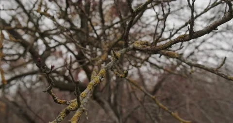 Bare branches covered with lichen in the park Stock Footage 165352576