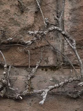 Bare branches crossing weathered stone wall with rough texture and moss detai 스톡 사진