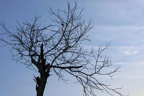 Bare Branches Of Dead Tree Background Blue Sky Stock Photos