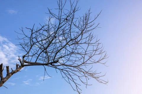 Bare Branches Of Dead Tree Background Blue Sky Stock Photos