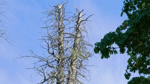 Bare branches of dead tree snag against blue sky next to green maple foliage 動画素材 342143571