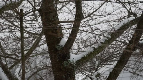Bare branches of a deciduous tree covered in snow Stock Footage 150477569
