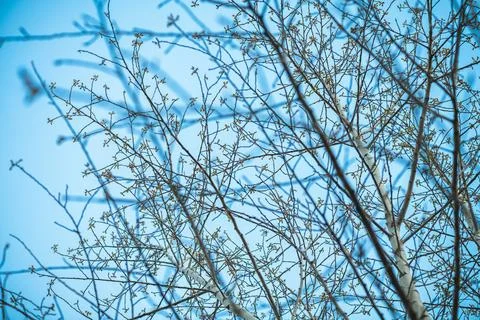 Bare branches of a deciduous tree creating a minimalist pattern against a bri 写真素材
