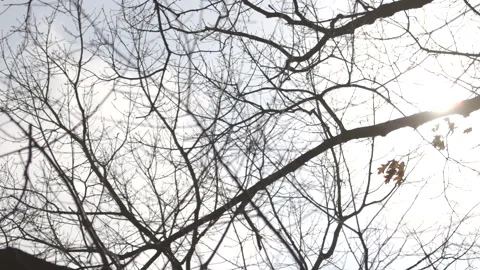 Bare Branches during the Spring Stock Footage 148698463