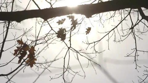 Bare Branches during the Spring Stock Footage 148699175