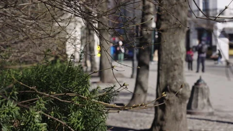 Bare Branches in Focus with Green Foliage and Blurred People in Background Stock Footage 309461769