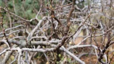 Bare branches Stock Footage 245583856