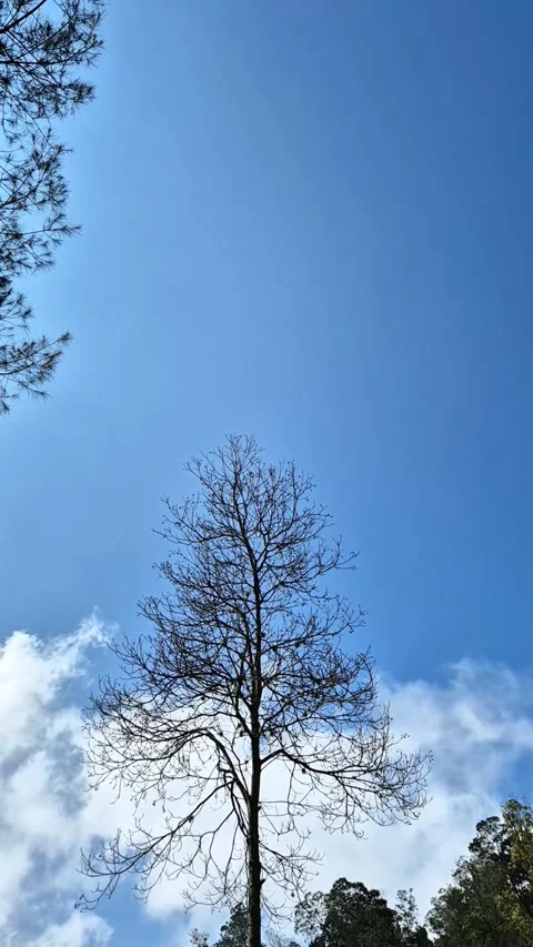 Bare branches Stock Footage 292975430