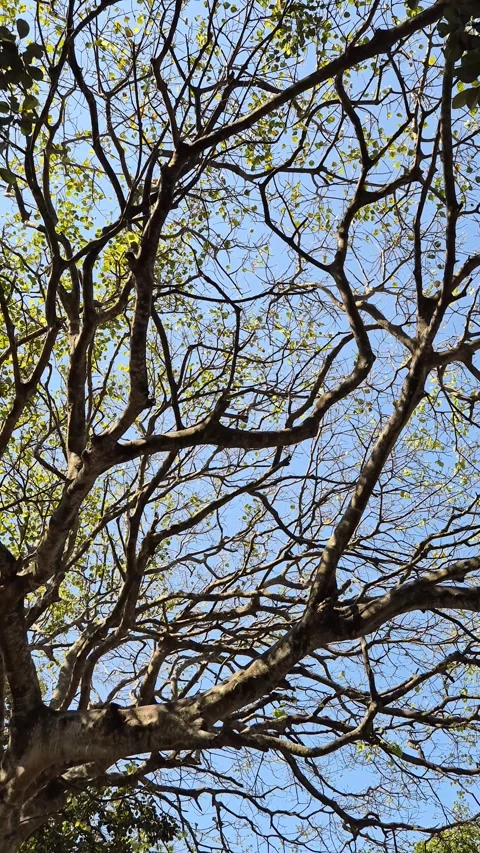 Bare branches Stock Footage 294956669