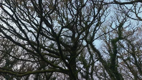 Bare Branches Of Forest Trees In San Crimenzo Stock Footage 326884379