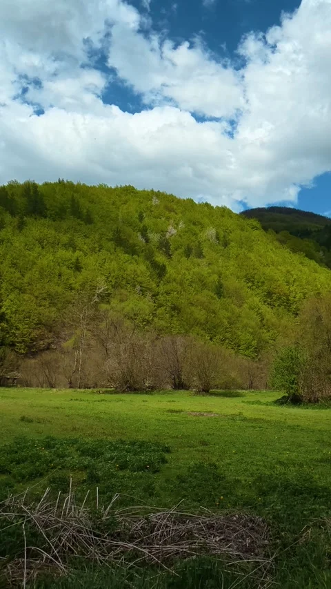 Bare branches frame a hillside under a blue sky. Tupavica area, Vertical Stock Footage 335946827