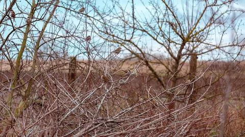 Bare branches of fruit trees with sparrows, natural background Foto stock