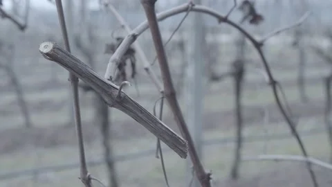 Bare branches of grapevines in winter. Stock-Footage 197678168
