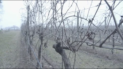 Bare branches of grapevines in winter. Stock Footage 197678173