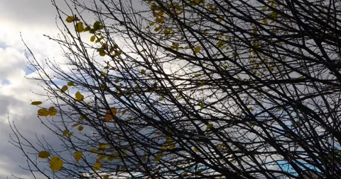 Bare branches with last yellow leaves against stormy sky Stock Footage 320172367