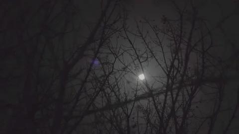 Bare branches moon night 4 Stock Footage 150947762