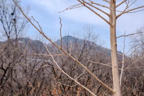 Bare branches with mountain ridge behind near Beijing Stock Photos