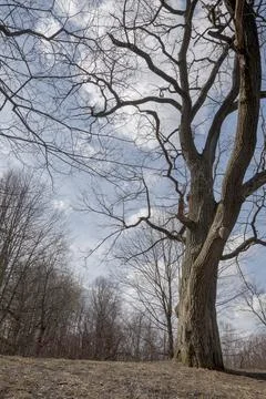 Bare branches of oak in a field Stock Photos