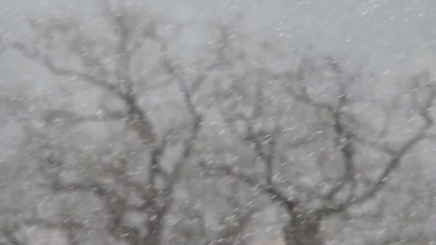 Bare branches of oaks under a snowfall. Winter forest. Snow against the Video stock 83166485