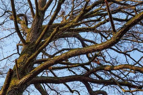 Bare branches of one of the deciduous trees in the park in early spring. Bl.. Stock Photos