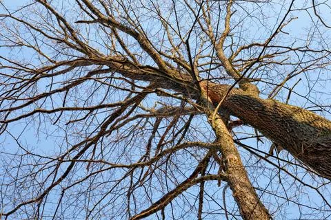 Bare branches of one of the deciduous trees in the park in early spring. Bl.. Stock Photos