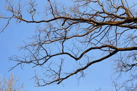 Bare branches of one of the deciduous trees in the park in early spring. Bl.. Stock Photos