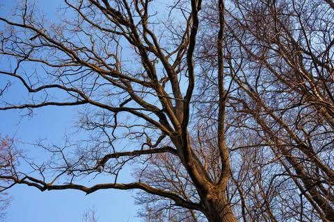 Bare branches of one of the deciduous trees in the park in early spring. Bl.. Stock Photos