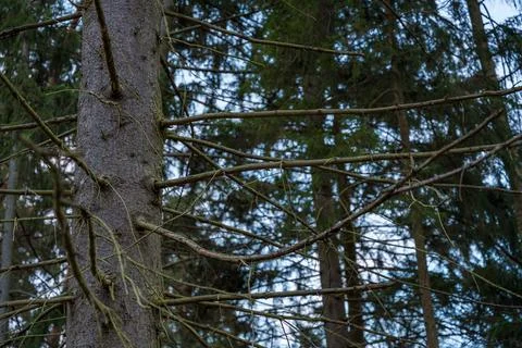 Bare branches of a pine tree in the forest of Krecovice, Czech Republic Stock Photos