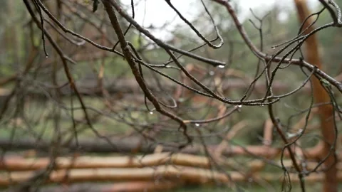 Bare branches of pine trees in a coniferous forest on a rainy, gloomy day,  Video stock 270519272