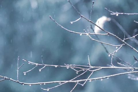Bare branches in the rain Foto stock