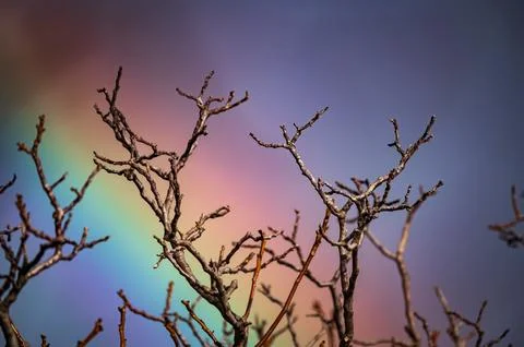 Bare Branches Rainbow Sky After Rain Stock Photos
