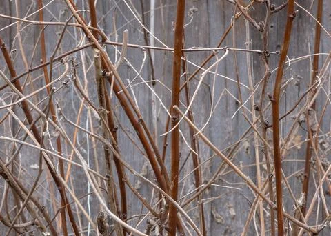 Bare branches of a raspberry bush after long winter on the background of a .. Stock Photos