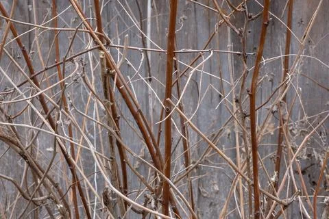 Bare branches of a raspberry bush after winter on the background of a woode.. Stock Photos