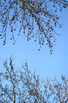 Bare branches reach toward a clear blue sky Stock Photos