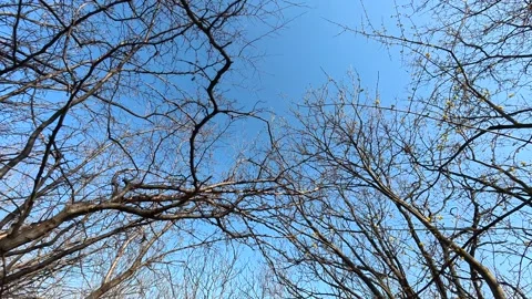 Bare branches reach upward against clear blue sky. Balkan, Eastern Europe, POV Video stock 331453423