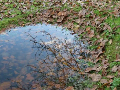 Bare branches reflecting in pond Stock Photos