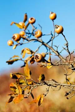 Bare branches of rowan 스톡 사진