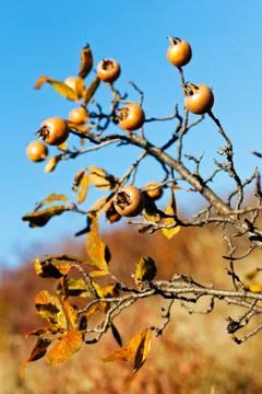 Bare branches of rowan Foto stock