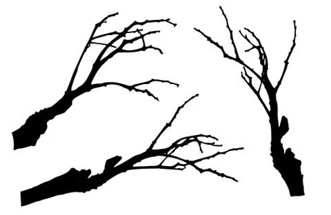 Bare branches of rowan tree silhouette. Vector illustration Stockillustratie