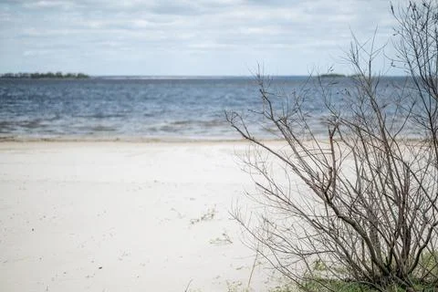 Bare branches on a sandy beach beside calm ocean water under clouds, sand, sk Stock Photos