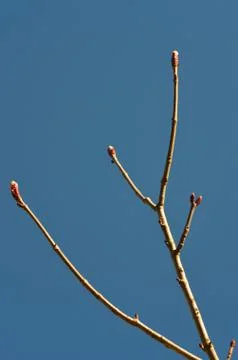 Bare branches of of a sapling, with pink buds on the tips. Stock Photos