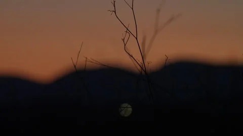 Bare branches silhouetted against orange sunset over mountains Stock Footage 336782557
